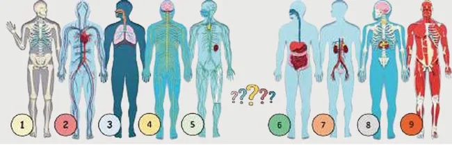 Системи органів людини