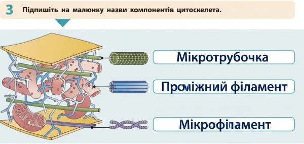 назви компонентів цитоскелета