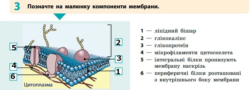 компоненти мембрани