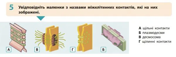 відповідність між назвами міжклітинних контактів і їхніми функціями