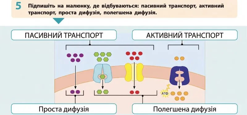 пасивний транспорт, активний транспорт, проста дифузія, полегшена дифузія