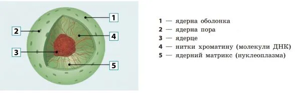 компоненти мембрани