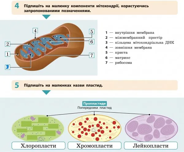 компоненти мітохондрії та назви пластид