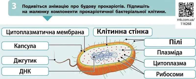 Компоненти прокаріотичної бактеріальної клітини