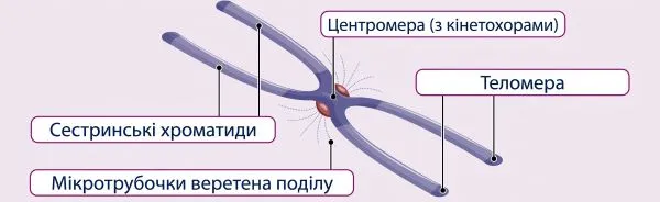  компоненти хромосоми: центромеру, мікротрубочки веретена поділу, теломеру, сестринські хроматиди