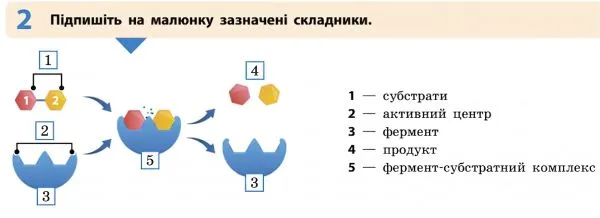 Схема ферментативної реакції сполучення