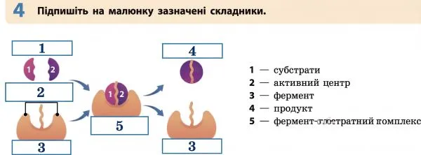 Схема ферментативної реакції розщеплення