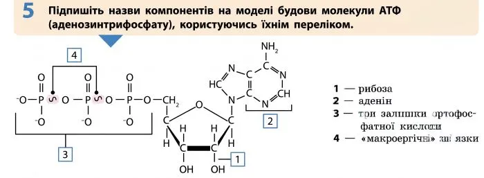 назви компонентів на моделі будови молекули АТФ (аденозинтрифосфату), користуючись їхнім переліком