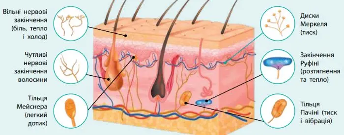 Позначте й підпишіть цифрами такі рецептори шкіри: вільні нервові закінчення (1); чутливі нервові закінчення волосини (2), тільця Мейснера (3); диски Меркеля (4); закінчення Руфіні (5); тільця Пачіні (6).