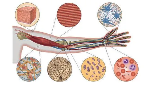 Різні типи тканин, які входять до складу руки