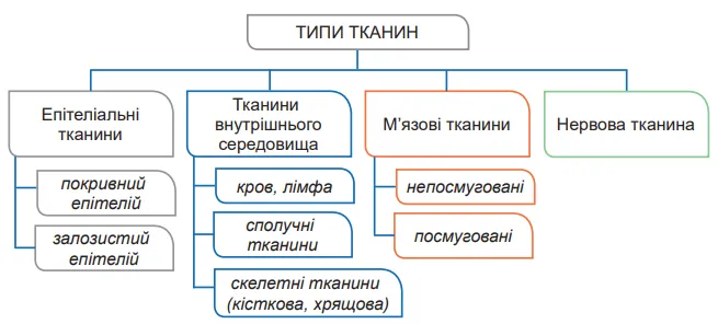 Типи тканин організму людини