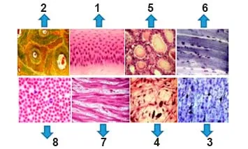 Тканини організму людини