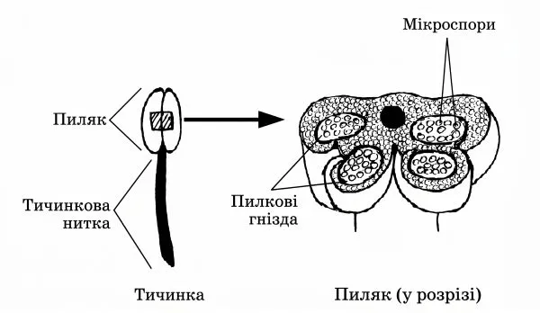  Будова тичинки (тичинкова нитка, пиляк з пилковими гніздами, мікроспори)