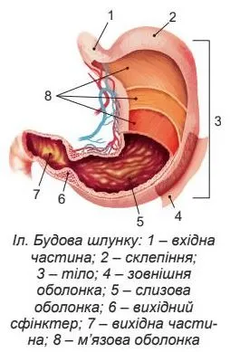Будова шлунку