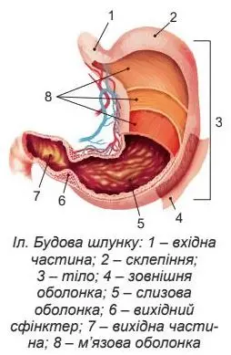 Будова шлунку