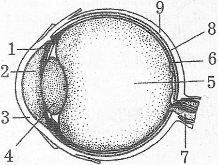 позначення будови ока