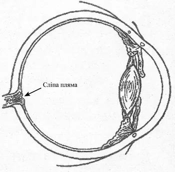 На схемі сліпа пляма