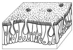 Війчастий епітелій