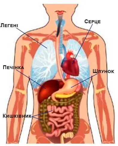 Внутрішні органи людини