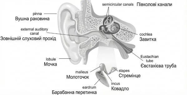 «Будова вуха» українською мовою