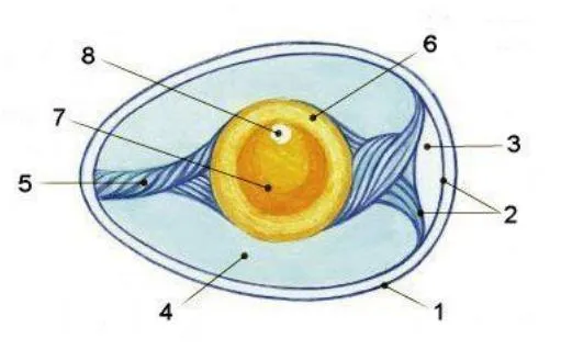 Будова та функції яйця птахів