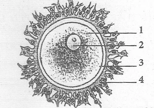 Відповідність для яйцеклітини