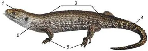 Класифікація хордових