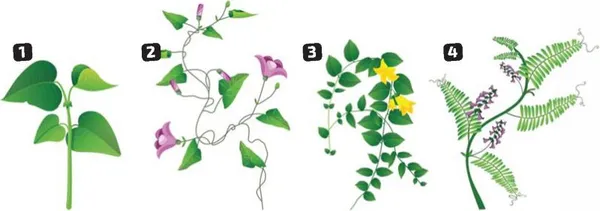 Визначення видів стебла