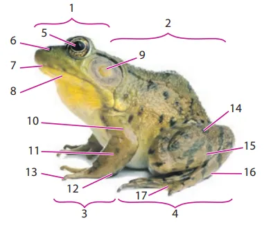 Увідповіднення цифрових позначень із відділами тіла жаби