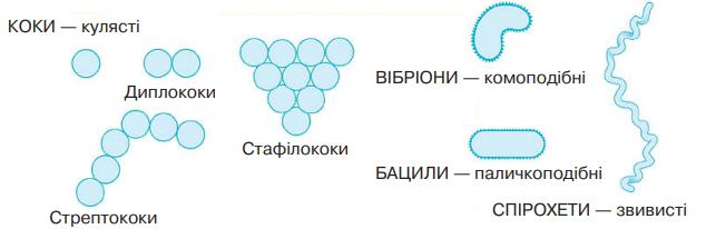 Різноманітність форм прокаріотичних клітин