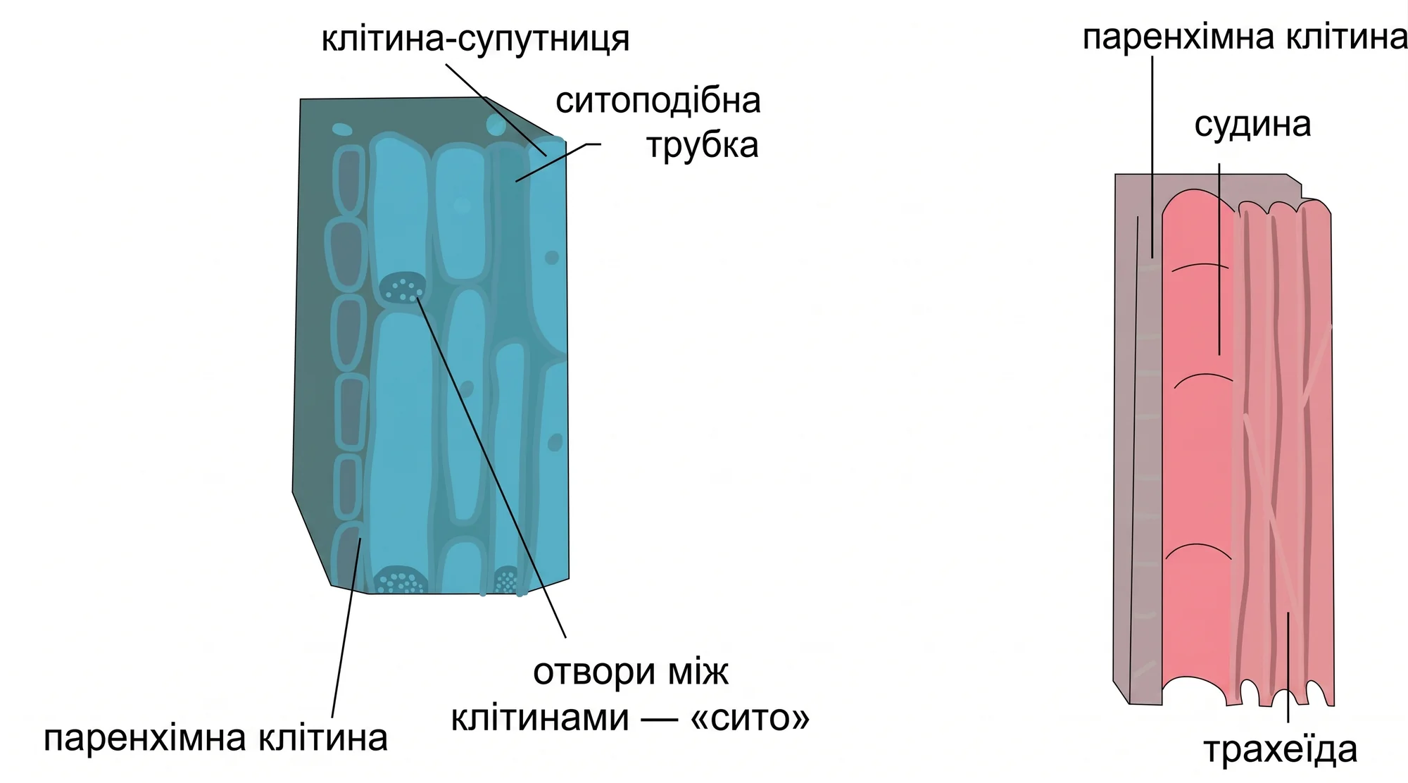 Провідні тканини рослин: флоема та ксилема