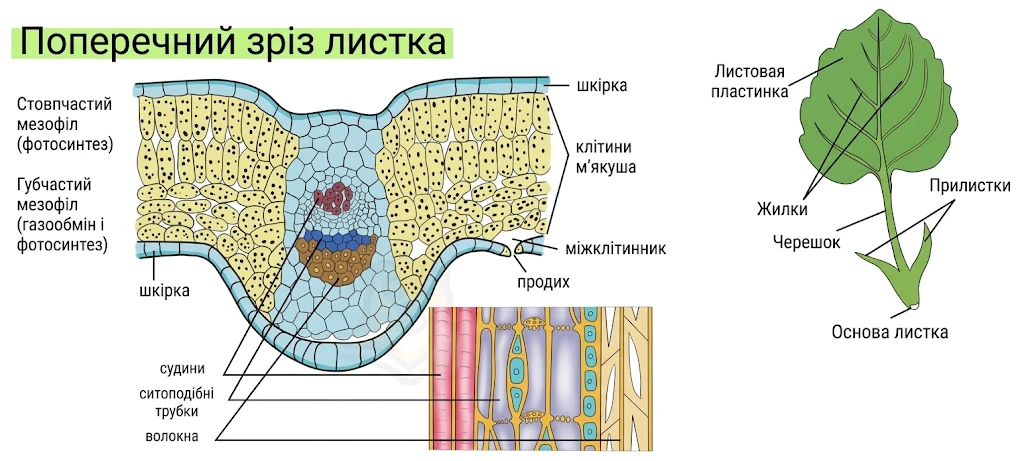 Поперечний зріз листка та зовнішня будова: мезофіл, жилки, судини, продих, черешок та прилистки