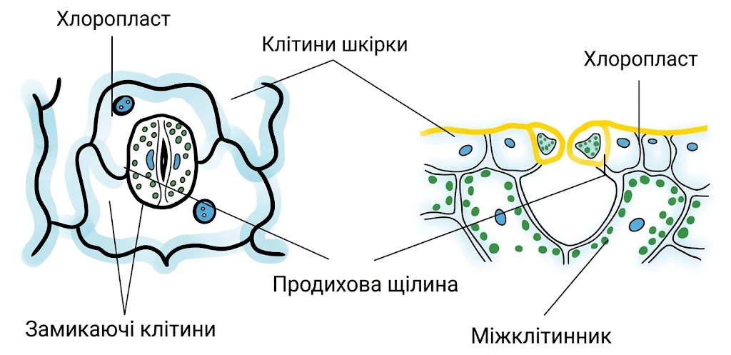Будова продиха: замикаючі клітини з хлоропластами, продихова щілина та клітини шкірочки