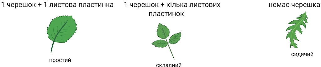 Типи листків: простий, складний та сидячий листок