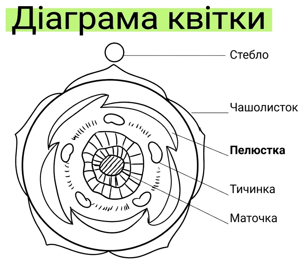 Діаграма квітки: схематичне розташування стебла, чашолистиків, пелюсток, тичинок і маточки