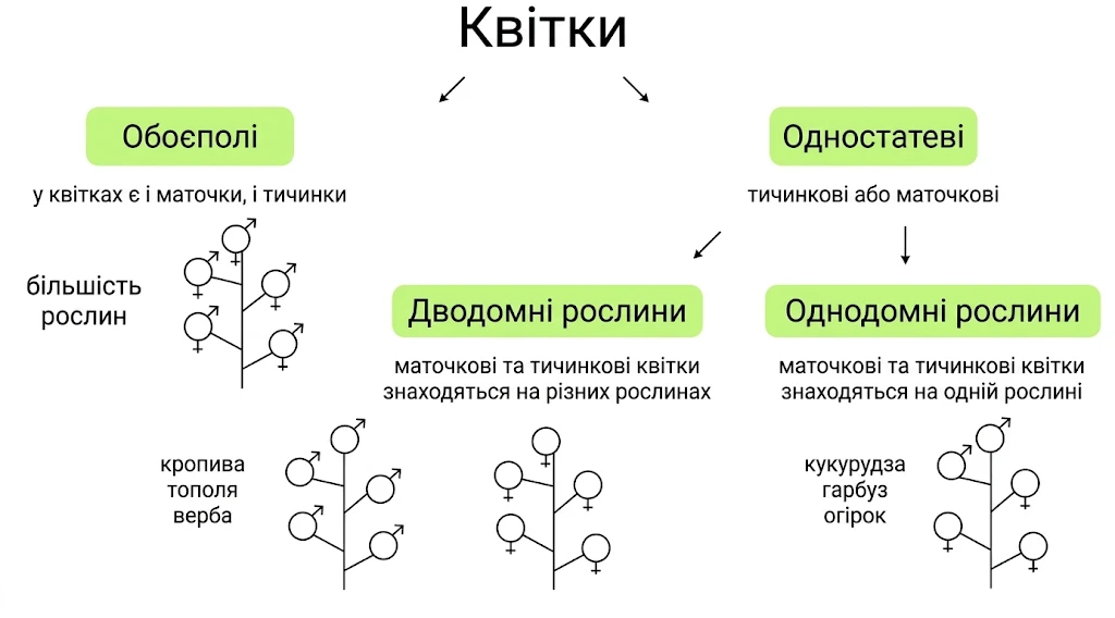 Класифікація квіток: обоєполі (двостатеві) та одностатеві квітки, однодомні та дводомні рослини