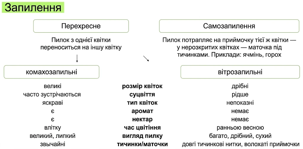 Способи запилення: схема перехресного запилення (комахозапильні та вітрозапильні квітки) та самозапилення