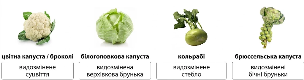 Видозміни органів у різних видів капусти: цвітна капуста і броколі (суцвіття), білоголовкова капуста (верхівкова брунька), кольрабі (стебло), брюссельська капуста (бічні бруньки)