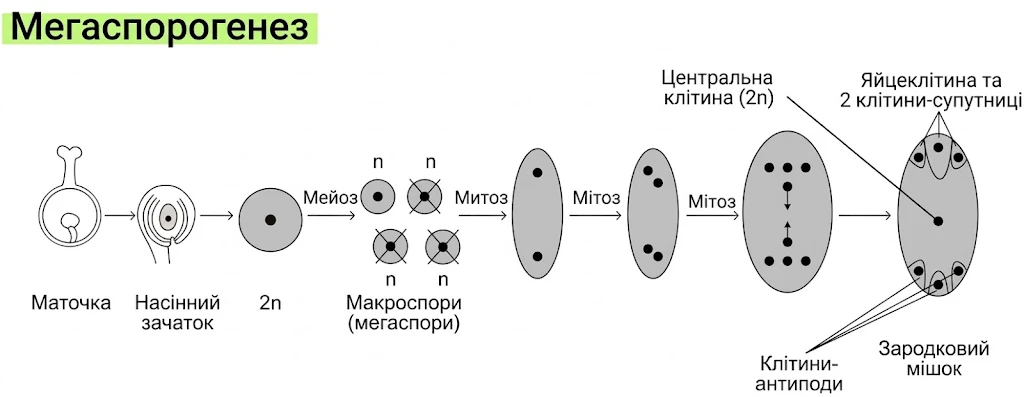 Схема мегаспорогенезу: маточка, насінний зачаток, мейоз, мітози, зародковий мішок