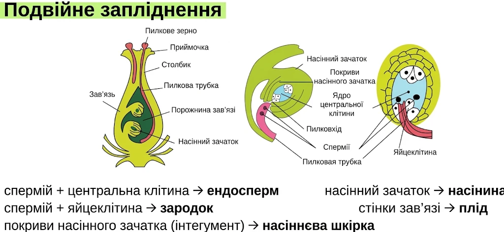 Схема подвійного запліднення покритонасінних: пилкова трубка, проникнення сперміїв у зародковий мішок