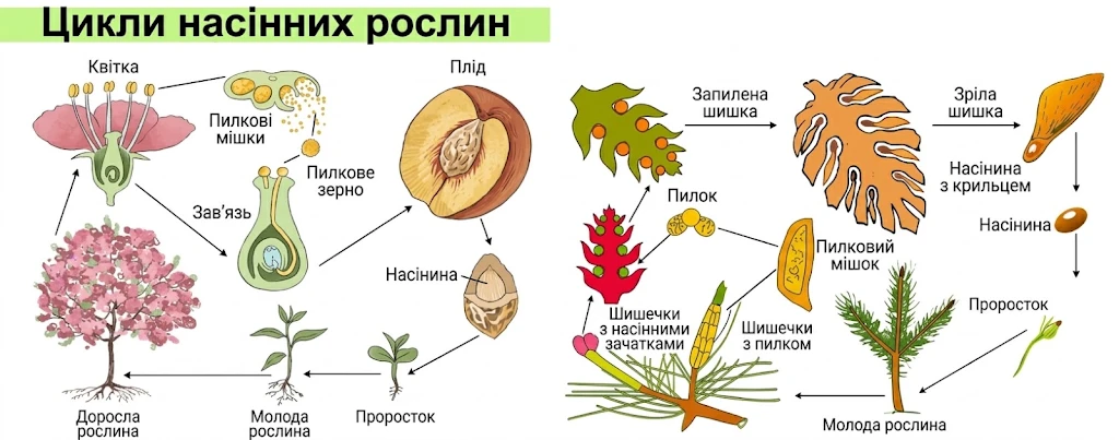 Схема життєвих циклів насінних рослин: покритонасінні (квіткові) та голонасінні (хвойні)