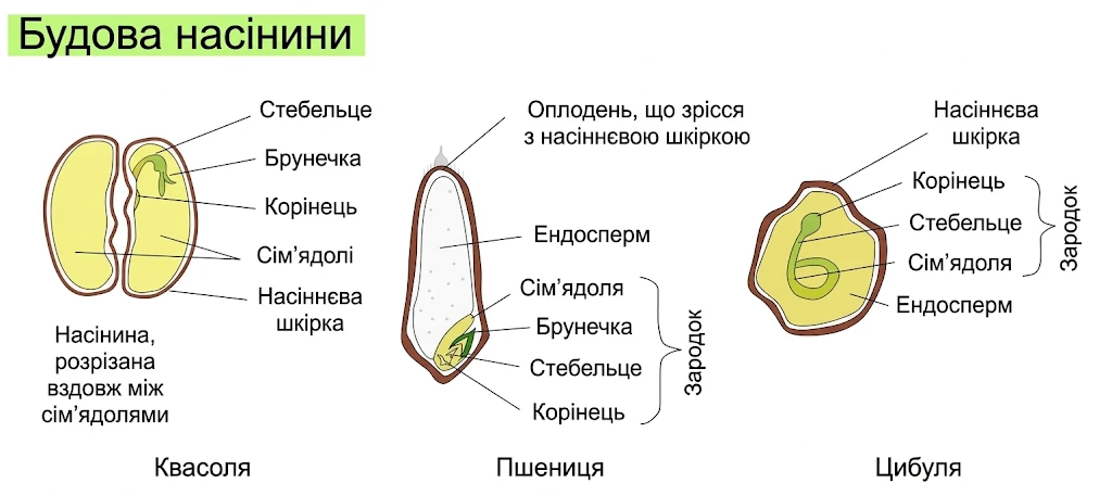 Будова насінини квасолі, пшениці та цибулі