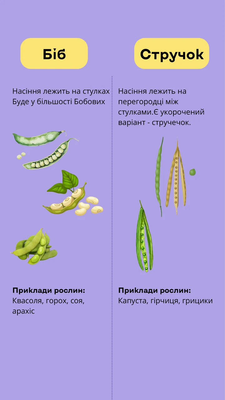Біб чи стручок