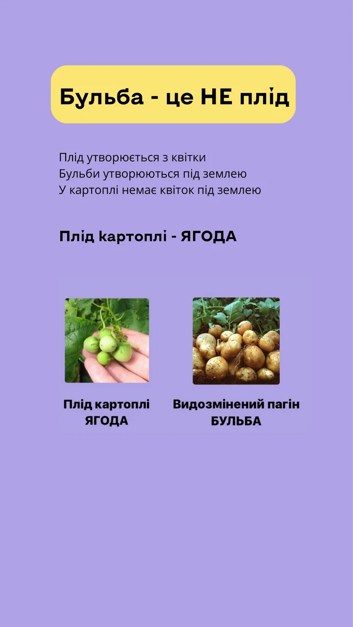 Бульба картоплі — це не плід