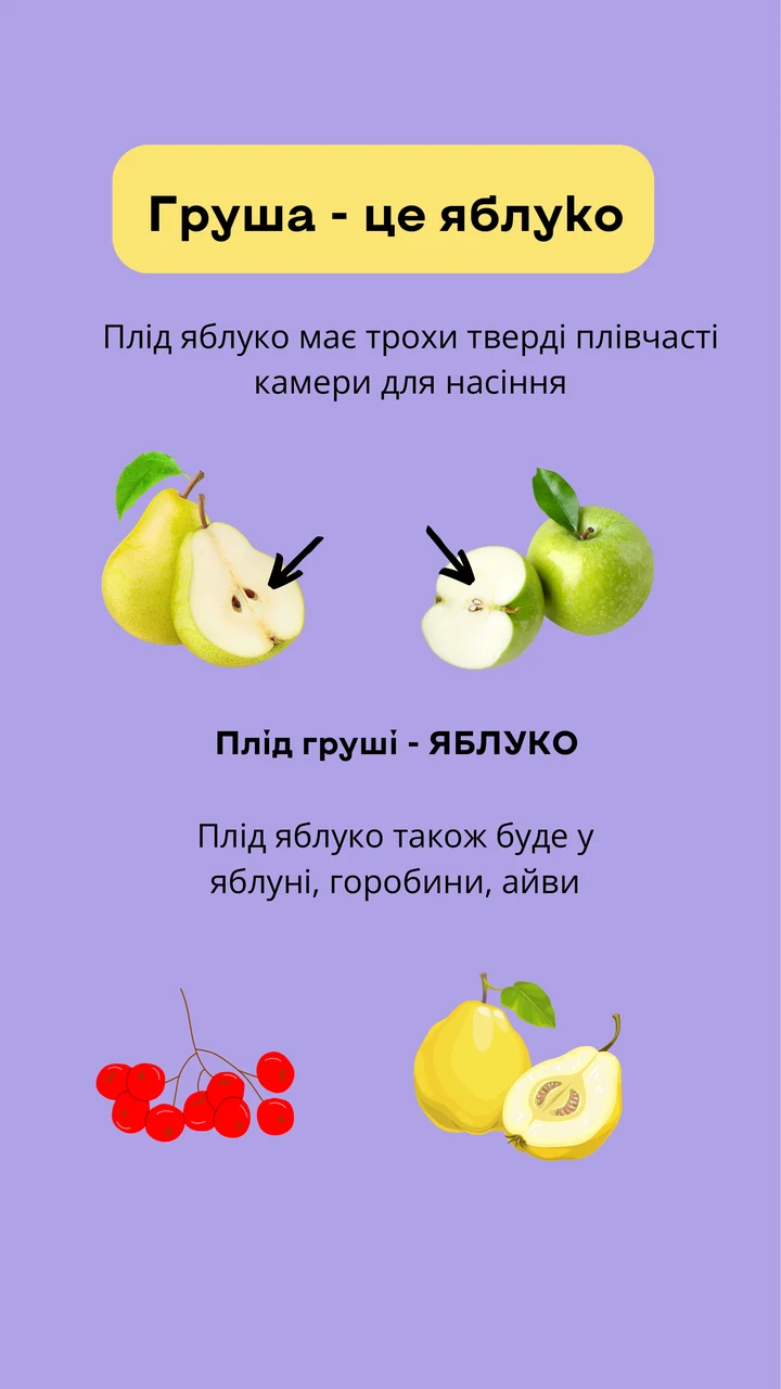 Груша — це яблуко
