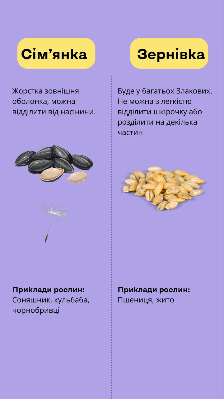 Сім'янка чи зернівка