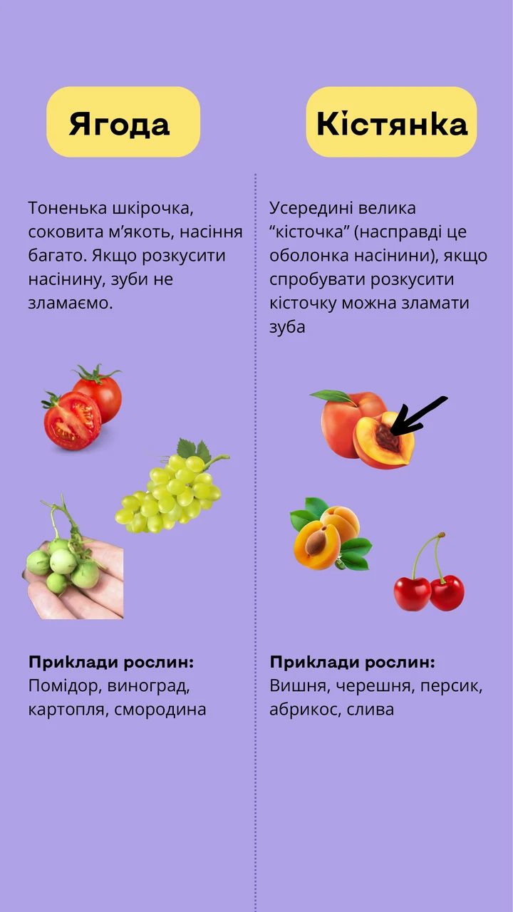 Ягода чи кістянка