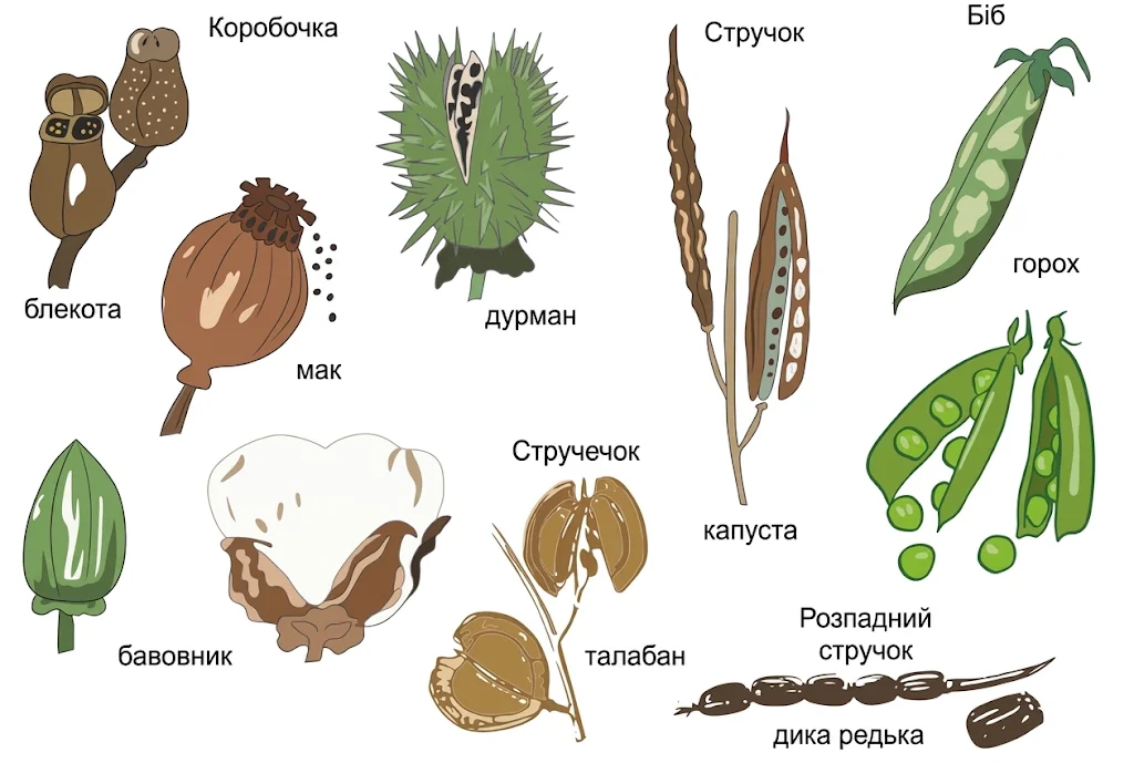 Сухі багатонасінні плоди: коробочка, стручок, стручечок, біб, розпадний стручок