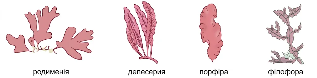 Представники червоних водоростей (багрянок): родименія, делесерія, порфіра, філофора
