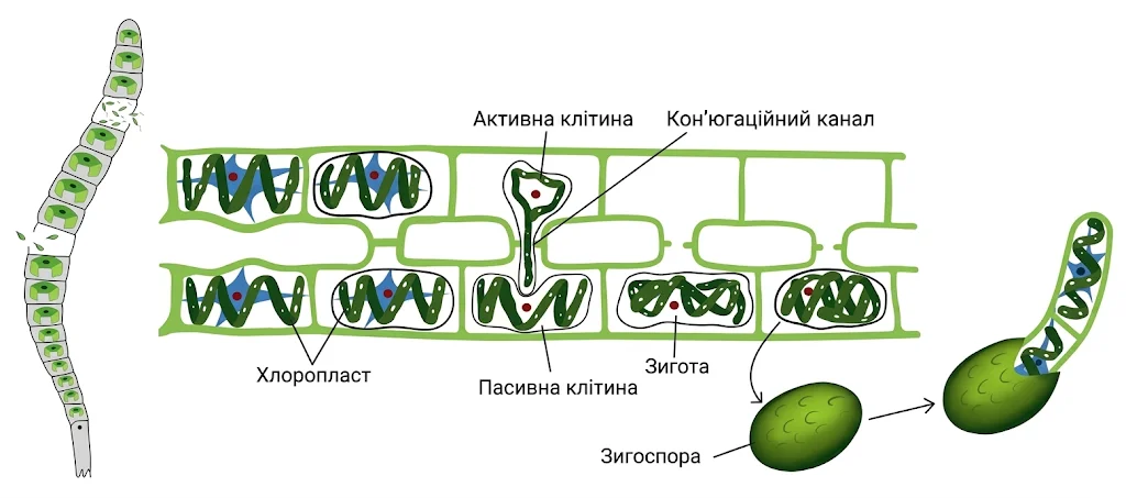 Статеве розмноження спірогіри шляхом кон'югації: нитка з хлоропластом, кон'югаційний канал між активною та пасивною клітинами, утворення диплоїдної зиготи, зигоспори та проростання молодої нитки